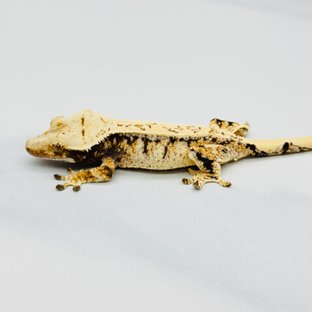 트라이 익스트림할리퀸 드리피