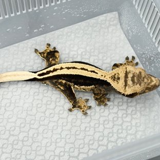 100% Het Axanthic Super Stripe Full Pinstripe Quad