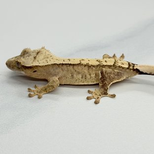 100% Het Axanthic