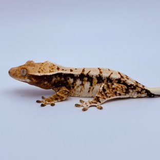 Tri Extreme Harlequin