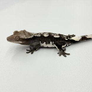 Axanthic