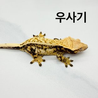 우사기