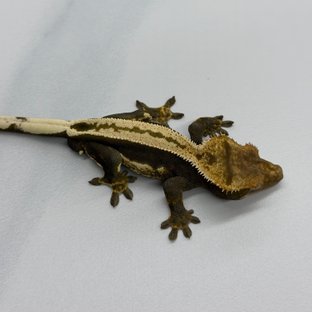 주광x담비