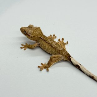 100% Het Axanthic