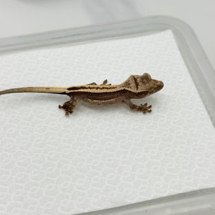 100%헷아잔틱 슈퍼스트라이프 풀핀 쿼드