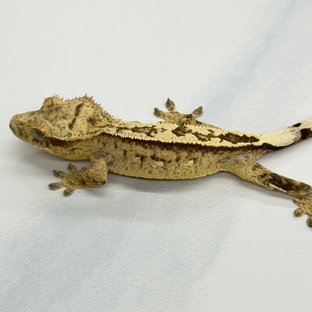 100% Het Axanthic