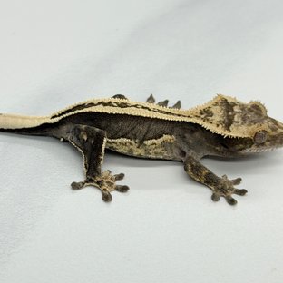 100% Het Axanthic Super Stripe Full Pinstripe