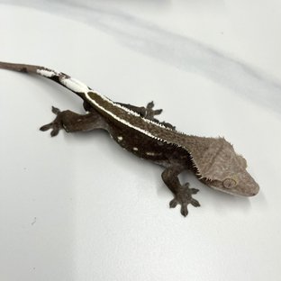 주광