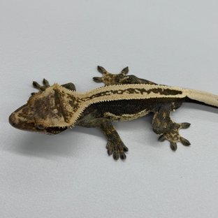주광x담비