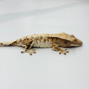 Tri Extreme Harlequin Drippy