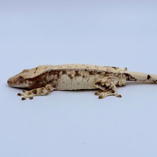 Tri Pinstripe Quad Full Pinstripe Drippy