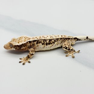 Tri Pinstripe White Crown