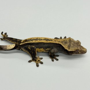 100% Het Axanthic Super Stripe Pinstripe Quad