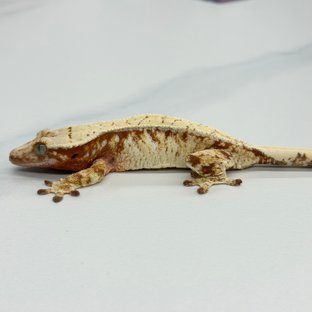 Tri Extreme Harlequin Red