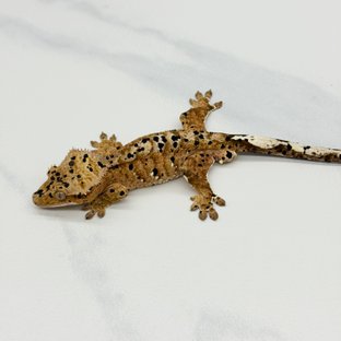 Super Dalmatian