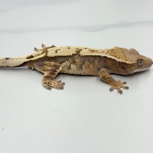 Sable 100% Het Axanthic