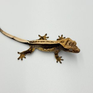 100% Het Axanthic Super Stripe Pinstripe