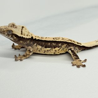 100% Het Axanthic Full Pinstripe Quad