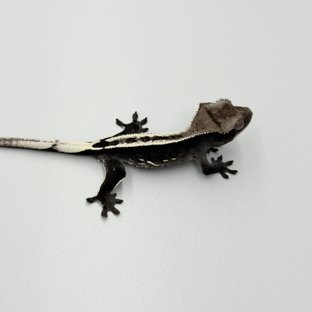 Axanthic Super Stripe