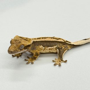 100% Het Axanthic