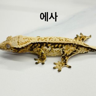 에사