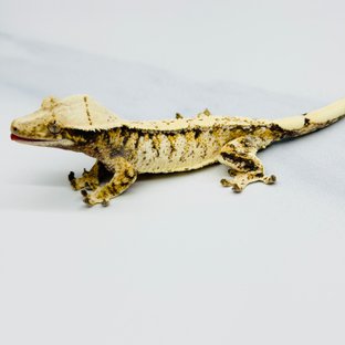 트라이 익스트림할리퀸