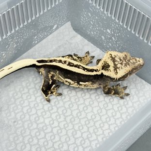 100% Het Axanthic Super Stripe Full Pinstripe Quad
