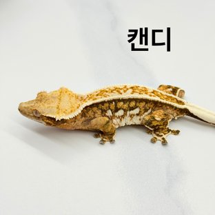 캔디