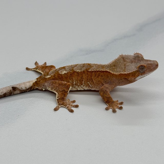 100% Het Axanthic Cappuccino