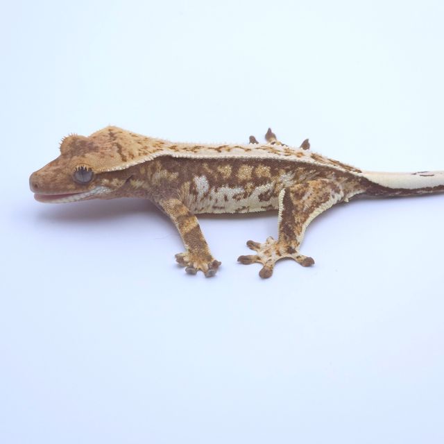 핀스트라이프 트라이