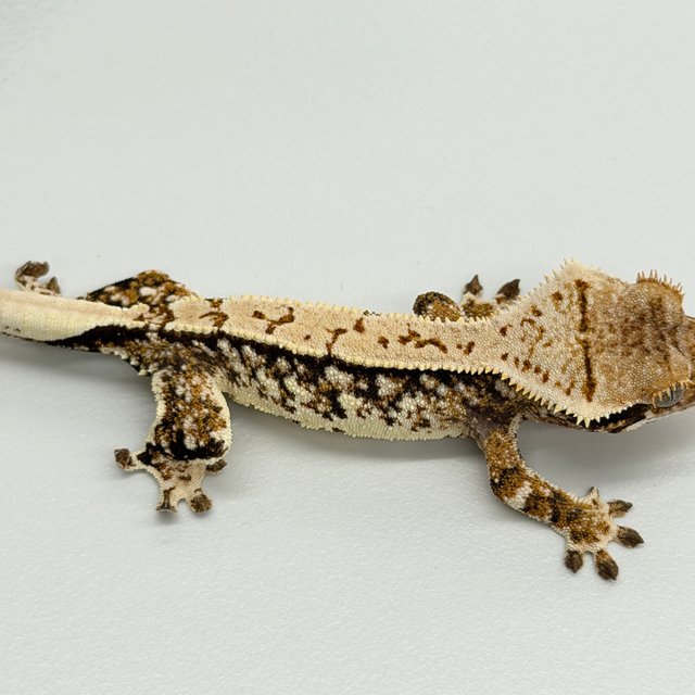 Tri White Crown
