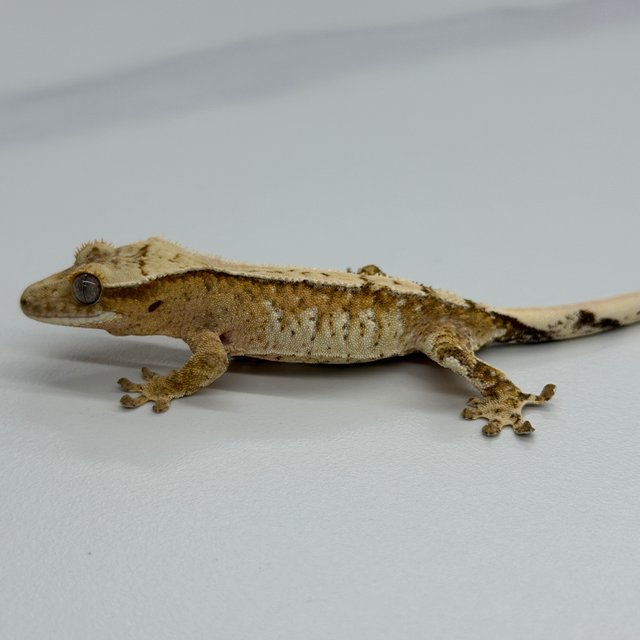 100% Het Axanthic Drippy White