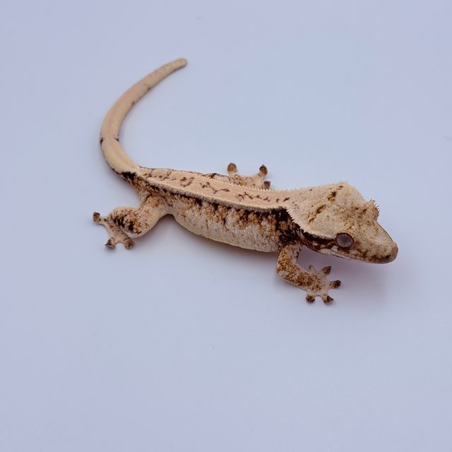 Pinstripe Tri Drippy