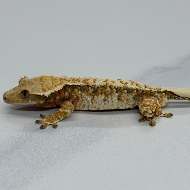 Tri Extreme Harlequin Tangerine White