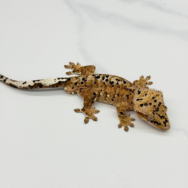 Super Dalmatian