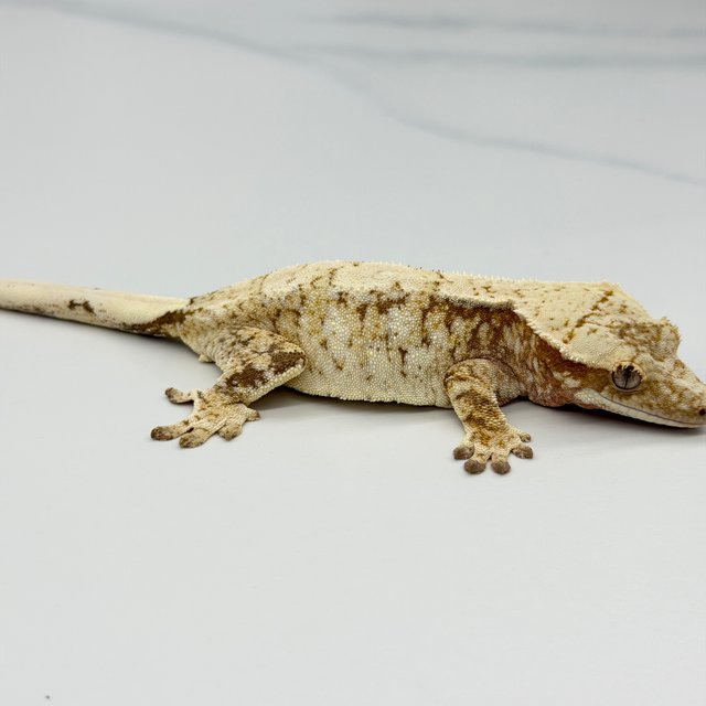 Tri Extreme Harlequin White Spot Drippy