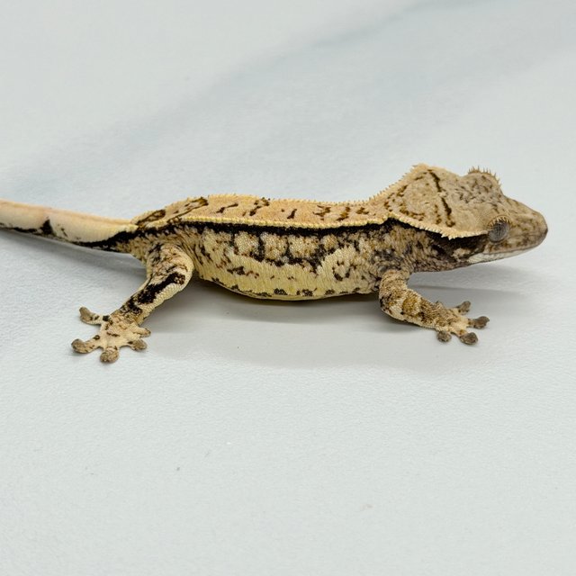 Tri Quad White Pin White Crown