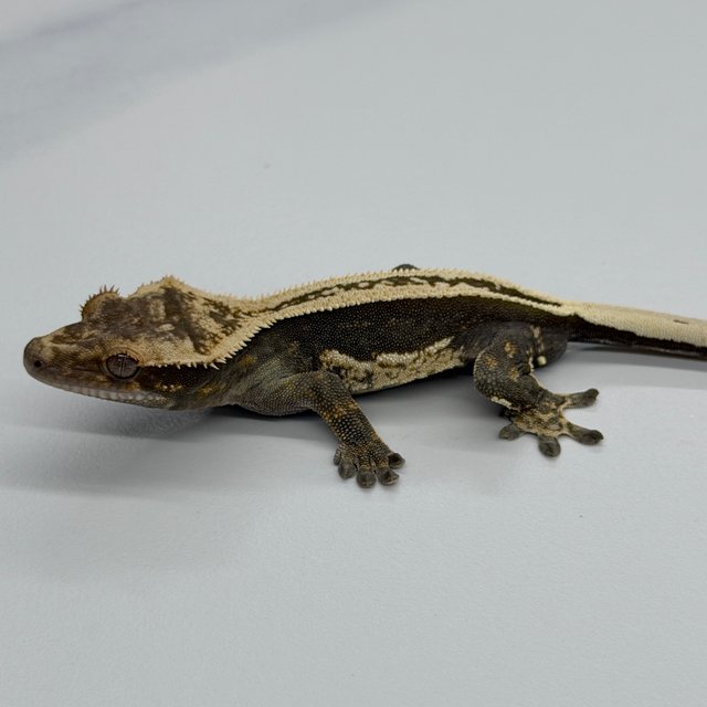 100% Het Axanthic Super Stripe Pinstripe Full Pinstripe Quad