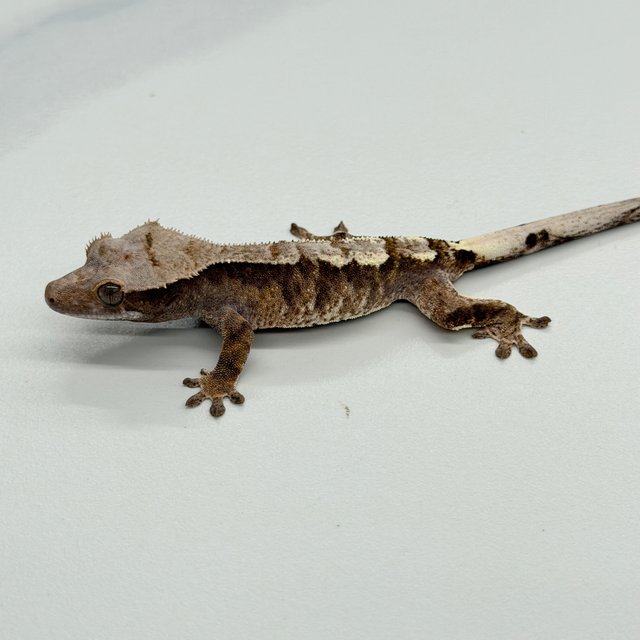 Cappuccino 100% Het Axanthic