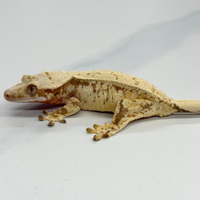 Tri Extreme Harlequin