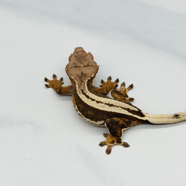 엠티백 슈퍼스트라이프 쿼드