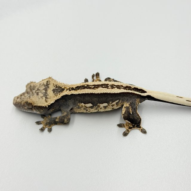 100% Het Axanthic Super Stripe Pinstripe