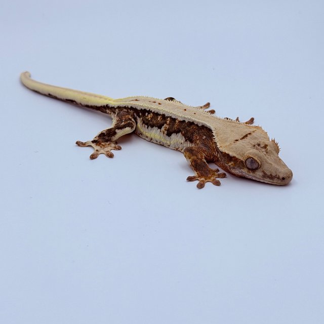 릴리100%헷아잔틱