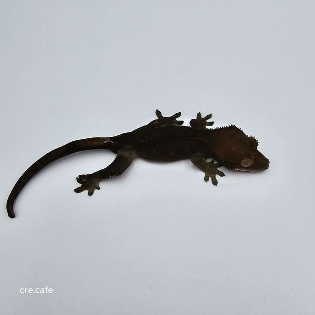 챠콜