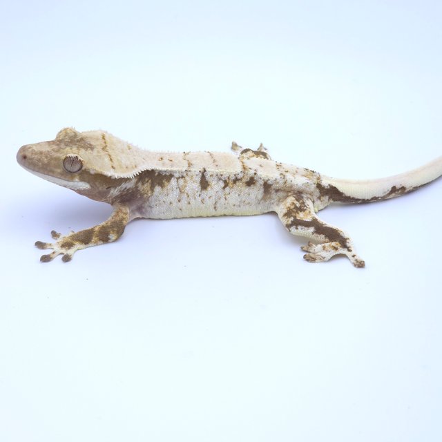 Tri Extreme Harlequin Drippy