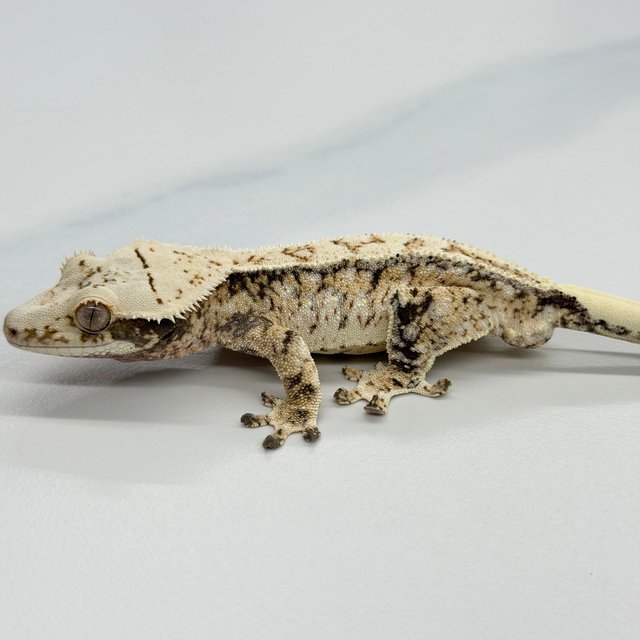 Tri Extreme Harlequin Drippy White Crown
