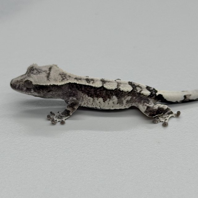 Axanthic Cappuccino