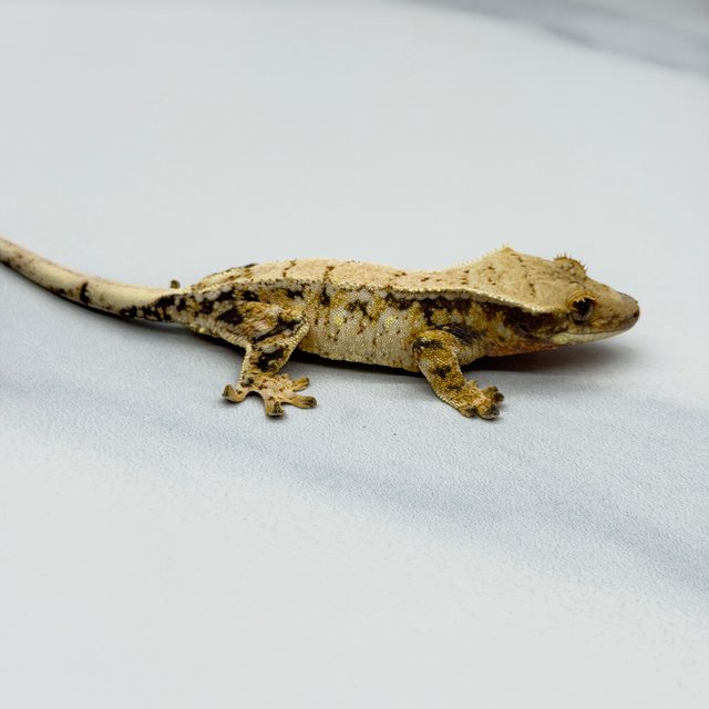 트라이 화이트스팟