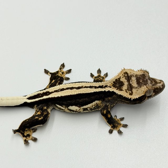 100% Het Axanthic Super Stripe Empty Back Pinstripe Full Pinstripe Quad