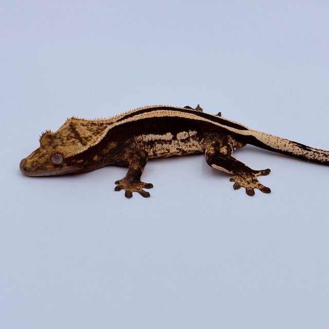 슈퍼스트라이프 쿼드 엠티백